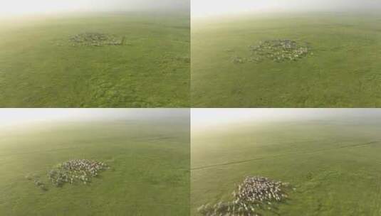 航拍晨雾中的羊群马群高清在线视频素材下载