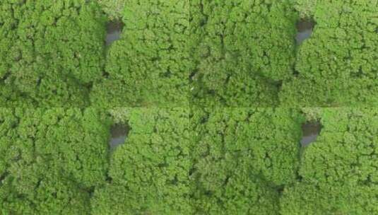 红树林湿地 海边红树林 候鸟 栖息地航拍高清在线视频素材下载