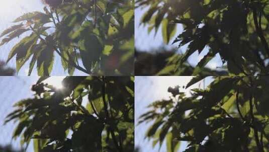 阳光照射下的树叶森林高清在线视频素材下载