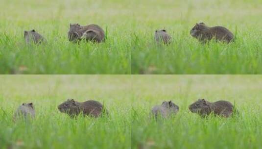 两只巴西小豚鼠，cavia aperea在开阔的草原上咀嚼，一只用wi挠它的脸高清在线视频素材下载