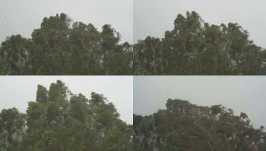 台风森林狂风暴雨风吹树林风吹雨打树木下雨高清在线视频素材下载