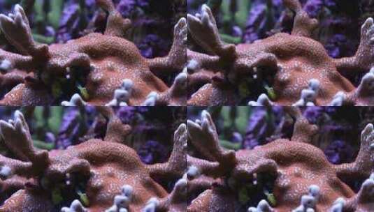 海洋生物高清在线视频素材下载