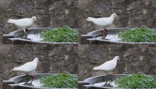 野外一只鸽子在水池边踱步高清在线视频素材下载