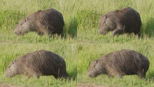 野生毛茸茸的水豚在绿色草地上吃草的极端特写镜头高清在线视频素材下载