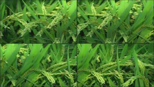 稻田水稻生长高清在线视频素材下载