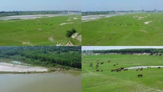 陕西渭河河岸草原牛群放牧 渭河武功段航拍高清在线视频素材下载