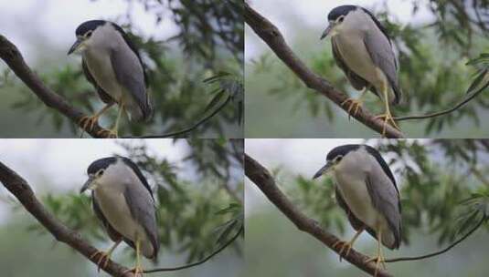 在树枝上栖息的夜鹭升格镜头高清在线视频素材下载