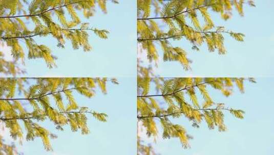 风吹树枝树叶转场空镜高清在线视频素材下载
