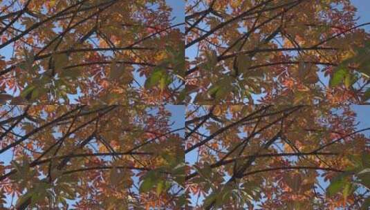 秋天红叶、树高清在线视频素材下载
