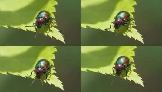 春天树叶上的昆虫绿缘扁角甲虫高清在线视频素材下载