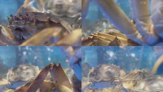 超市海鲜区海蟹螃蟹原素材高清在线视频素材下载