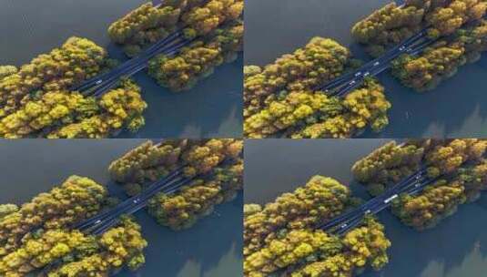 （延时）杭州西湖杨公堤秋日美景高清在线视频素材下载