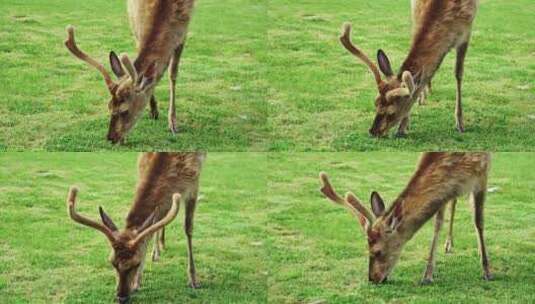 一群野生动物梅花鹿在草甸悠闲吃草高清在线视频素材下载