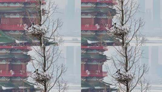 南昌滕王阁雪景1高清在线视频素材下载