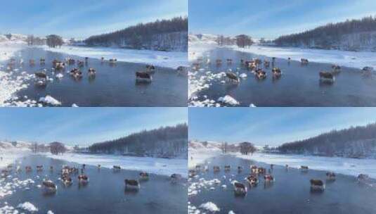 阿尔山不冻河里的饮水老牛高清在线视频素材下载