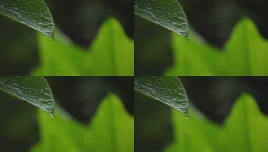 雨水滴落在叶子上高清在线视频素材下载