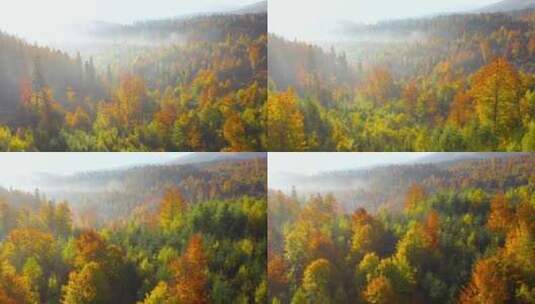 秋天森林航拍高清在线视频素材下载