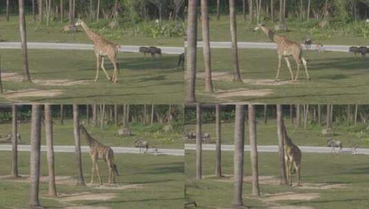 长颈鹿高清在线视频素材下载