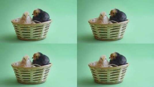 复活节篮子里的复活节小鸡高清在线视频素材下载