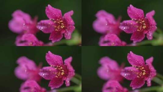 春天红色樱花早樱花朵盛开高清在线视频素材下载