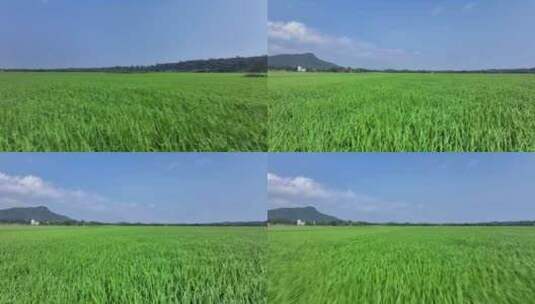 水稻田航拍高清在线视频素材下载