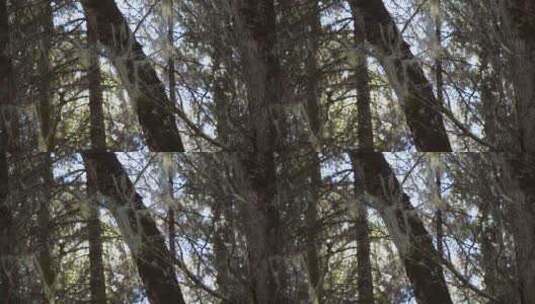 树林树木苔类植被高清在线视频素材下载