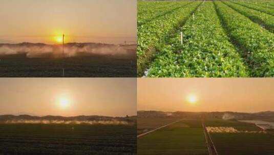 （ 原创）蔬菜种植现代农业灌溉 乡村振兴高清在线视频素材下载