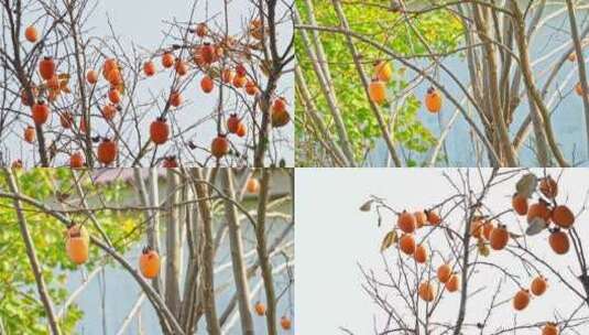 【合集】秋天柿子树空镜头高清在线视频素材下载