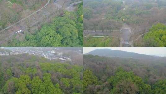 杭州植物园春天风景视频素材高清在线视频素材下载