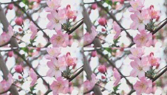 唯美阳光逆光下轻轻摇摆的粉红色海棠花盛开高清在线视频素材下载