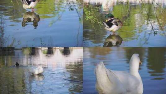 翠湖水中悠闲的鸭子02高清在线视频素材下载