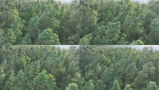 俯拍树林风吹树林大风吹森林树木摇摆树叶动高清在线视频素材下载
