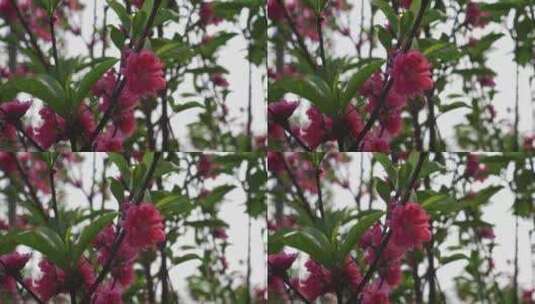 桃花花朵花瓣花开盛放高清在线视频素材下载