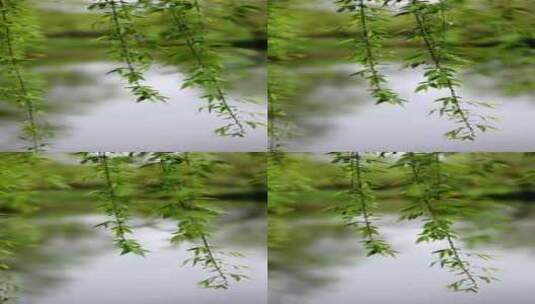 （慢镜）下雨天春风吹动湖边的柳条竖版高清在线视频素材下载