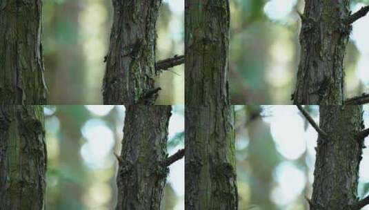 4K树木树林唯美光斑自然风光高清在线视频素材下载