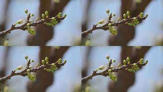 春天阳光下盛开的白色梨花蜜蜂采蜜高清在线视频素材下载