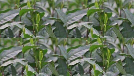 西湖龙井茶树上的茶叶嫩芽特写高清在线视频素材下载
