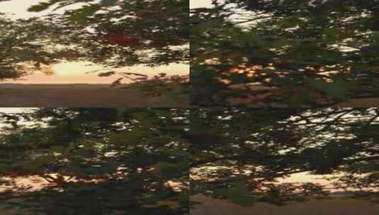 特写日落时分夕阳照亮森林湖泊高清在线视频素材下载