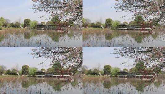 春天尚湖樱花绽放高清在线视频素材下载