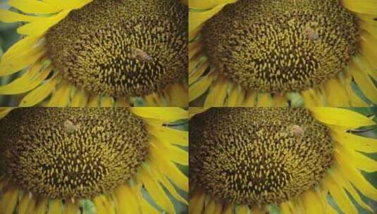 蜜蜂在向日葵花朵采蜜飞舞微距特写高清在线视频素材下载