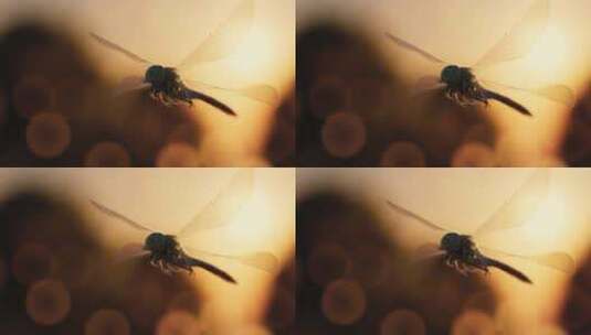蜻蜓飞翔慢动作高清在线视频素材下载
