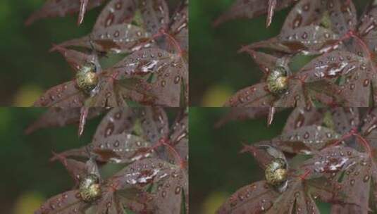 悠闲 蜗牛 缓慢爬行树叶雨水清新微距特写高清在线视频素材下载