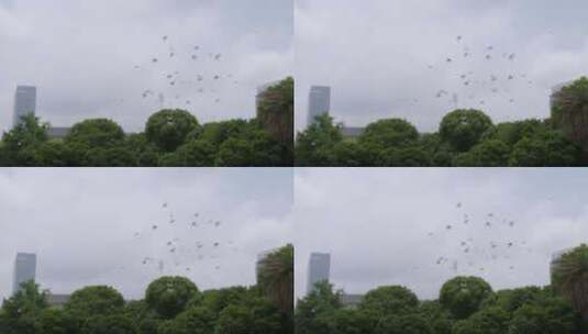 实拍城市中鸽子飞翔12高清在线视频素材下载