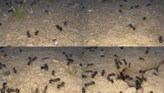 动物昆虫土壤上的蚂蚁6高清在线视频素材下载