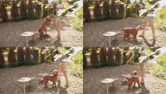 狗在外面玩耍英国可卡犬在户外休息高清在线视频素材下载