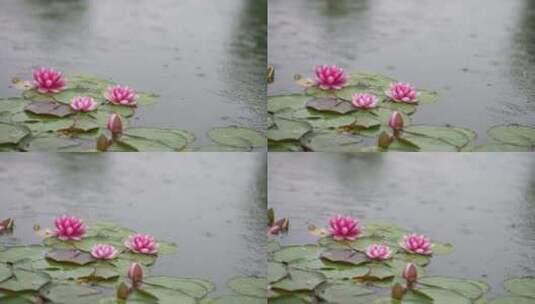 雨中水莲 莲花 睡莲 水莲高清在线视频素材下载