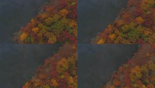 航拍深秋立秋湖边的枫树林自然风景大气震撼高清在线视频素材下载