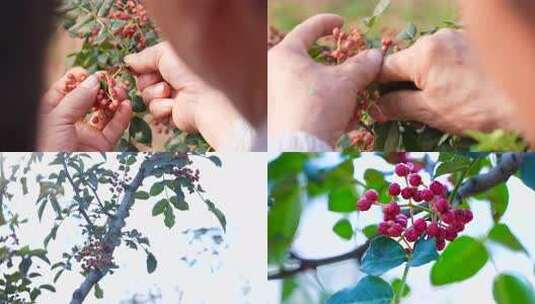 花椒采摘 花椒收获 花椒丰收 花椒大特写高清在线视频素材下载