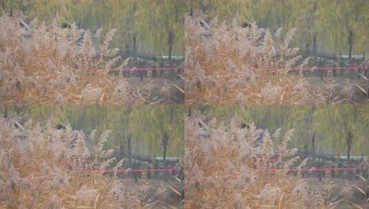 秋天 芦苇 初冬 凄凉 冷漠 衰落 (3)高清在线视频素材下载