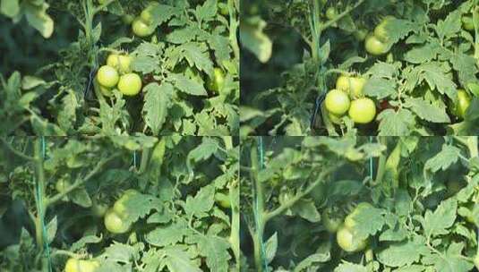 西红柿 植物高清在线视频素材下载